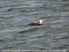 Long-tailed Duck at River Roach (Steve Arlow) (74973 bytes) Long-tailed Duck at River Roach (Steve Arlow) (74973 bytes)